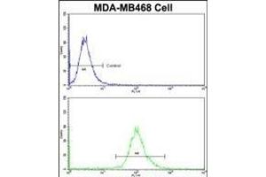 Flow cytometric analysis of MDA-M cells using AS Antibody (N-term)(bottom histogram) comred to a negative control cell (top histogram)FITC-conjugated goat-anti-rabbit secondary antibodies were used for the analysis. (ASPA anticorps  (N-Term))