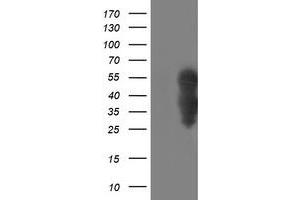 Western Blotting (WB) image for anti-WW Domain Containing Transcription Regulator 1 (WWTR1) antibody (ABIN1501762) (WWTR1 anticorps)