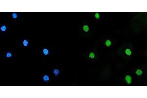 IF analysis of LSM5 using anti-LSM5 antibody (ABIN7602503).
