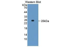 Western Blotting (WB) image for anti-Growth Hormone 1 (GH1) (AA 27-216) antibody (ABIN3209618) (Growth Hormone 1 anticorps  (AA 27-216))