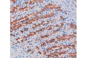IHC-P analysis of stomach tissue, with DAB staining. (PIP anticorps  (AA 41-139))
