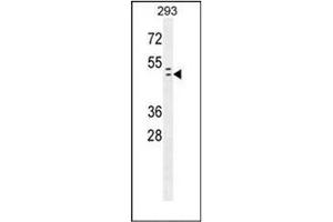 Western blot analysis of RAD9A Antibody  in 293 cell line lysates (35ug/lane).