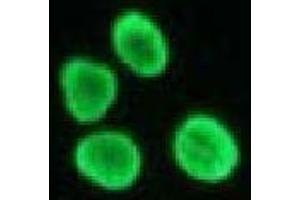 Immunofluorescence (IF) image for anti-Histone H4 antibody (ABIN1449238) (Histone H4 anticorps)