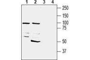 Western blot analysis of mouse brain membranes (lanes 1 and 3) and rat brain lysate (lanes 2 and 4): - 1,2.