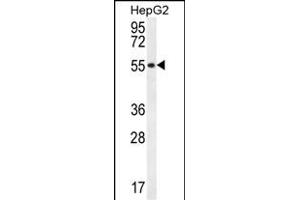 UXS1 Antibody (C-term) (ABIN657001 and ABIN2846180) western blot analysis in HepG2 cell line lysates (35 μg/lane).