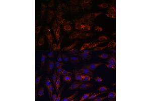 Immunofluorescence analysis of C6 cells using MRPS7 antibody (ABIN7268588) at dilution of 1:100.