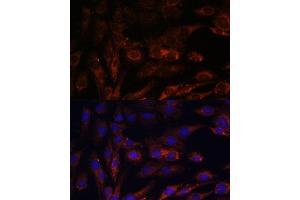 Immunofluorescence analysis of C6 cells using MRPS7 antibody (ABIN7268588) at dilution of 1:100. (MRPS7 anticorps  (AA 110-190))