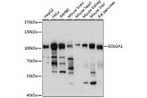 Western blot analysis of extracts of various cell lines, using GOLGA1 antibody (ABIN6291694) at 1:1000 dilution. (GOLGA1 anticorps)