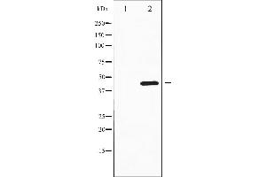 Western blot analysis of HDAC3 expression in NIH-3T3 whole cell lysates,The lane on the left is treated with the antigen-specific peptide.