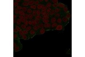 anti-HA-Tag antibody