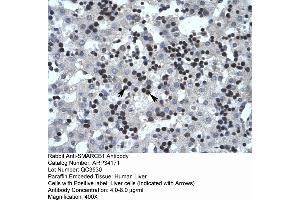 Human Liver (SMARCB1 anticorps  (N-Term))
