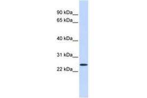 Image no. 1 for anti-Proline Rich Gla (G-Carboxyglutamic Acid) 1 (PRRG1) (AA 36-85) antibody (ABIN6740868) (PRRG1 anticorps  (AA 36-85))