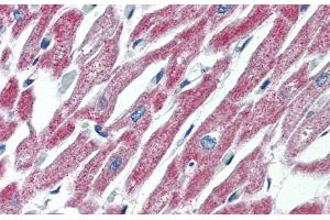 Immunohistochemistry with Human Heart lysate tissue at an antibody concentration of 5. (MAS1 anticorps  (Middle Region))