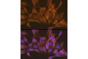 Immunofluorescence analysis of NIH-3T3 cells using PRKACB Rabbit pAb (ABIN6132241, ABIN6146183, ABIN6146184 and ABIN6220953) at dilution of 1:100 (40x lens). (PRKACB anticorps  (AA 1-351))