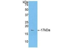 Detection of Recombinant CASP9, Human using Polyclonal Antibody to Caspase 9 (CASP9)