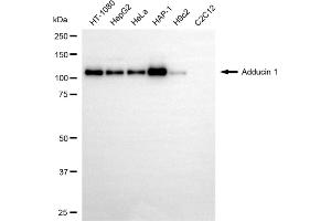 Western blotting analysis using adducin 1 antibody (ABIN7797513). (alpha Adducin anticorps)