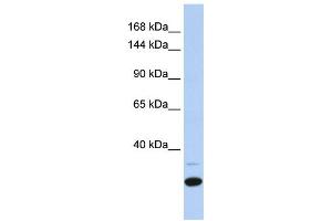 Western Blotting (WB) image for anti-Zinc Finger Protein 197 (ZNF197) antibody (ABIN2458175) (ZNF197 anticorps)