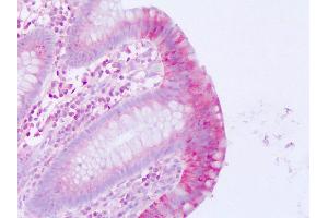 Anti-MLNR / Motilin Receptor antibody IHC of human colon, epithelium. (Motilin Receptor anticorps  (Internal Region))