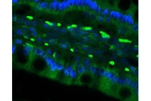 IF analysis of Cd79a using anti-Cd79a antibody (ABIN7601110).