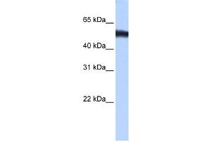 WB Suggested Anti-ZNF486 Antibody Titration:  0. (ZNF486 anticorps  (C-Term))