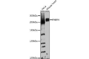 Western blot analysis of extracts of various cell lines, using P Rabbit pAb  at 1:1000 dilution. (PARP4 anticorps  (AA 1-300))