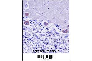 KDELR2 Antibody immunohistochemistry analysis in formalin fixed and paraffin embedded human cerebellum tissue followed by peroxidase conjugation of the secondary antibody and DAB staining. (KDELR2 anticorps  (C-Term))