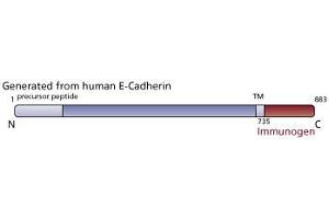 Image no. 2 for anti-Cadherin 1, Type 1, E-Cadherin (Epithelial) (CDH1) (AA 735-883) antibody (ABIN967949) (E-cadherin anticorps  (AA 735-883))