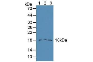 Figure. (FAM19A2 anticorps  (AA 31-119))