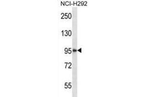 Western Blotting (WB) image for anti-Histone Deacetylase 4 (HDAC4) antibody (ABIN2997490) (HDAC4 anticorps)