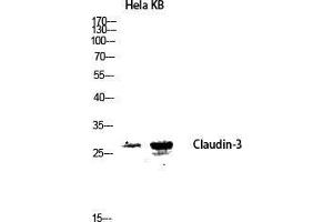Western Blot (WB) analysis of HeLa KB lysis using Claudin-3 antibody. (Claudin 3 anticorps  (Ser255))