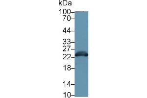 Detection of GSTa3 in Mouse Liver lysate using Polyclonal Antibody to Glutathione S Transferase Alpha 3 (GSTa3)