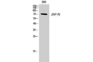 Western Blotting (WB) image for anti-zeta-Chain (TCR) Associated Protein Kinase 70kDa (ZAP70) (Tyr349) antibody (ABIN3187521) (ZAP70 anticorps  (Tyr349))