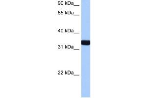 GIMAP1 antibody used at 0. (GTPase, IMAP Family Member 1 (GIMAP1) (N-Term) anticorps)
