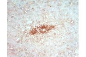 Rat testis tissue stained by rabbit Anti-Beta Defensin 8 (Mouse) Serum