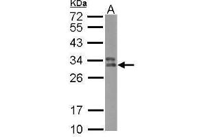 WB Image Sample (30 ug of whole cell lysate) A: Raji 12% SDS PAGE antibody diluted at 1:500 (HLA-DPB1 anticorps)
