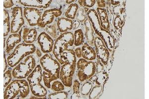 ABIN6278859 at 1/100 staining Mouse kidney tissue by IHC-P. (FGF16 anticorps  (Internal Region))