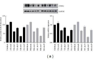 (a) Target site screening for CHI3L1 by western blot analysis and real-time RT-PCR in RAW264.