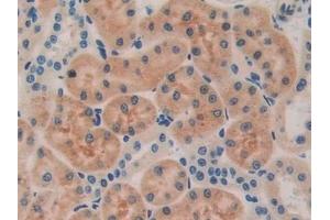 Detection of BMP15 in Rat Kidney Tissue using Polyclonal Antibody to Bone Morphogenetic Protein 15 (BMP15)