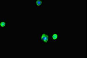 Immunofluorescent analysis of MCF-7 cells using ABIN7175867 at dilution of 1:100 and Alexa Fluor 488-congugated AffiniPure Goat Anti-Rabbit IgG(H+L)