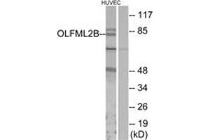 Western blot analysis of extracts from HuvEc cells, using OLFML2B Antibody.