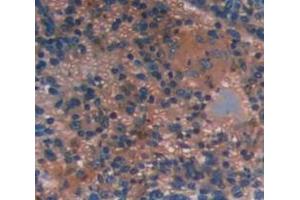 IHC-P analysis of Mouse Tissue, with DAB staining. (INPP4A anticorps  (AA 1-137))