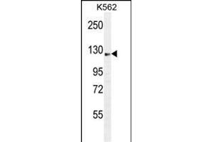SS Antibody (C-term) (ABIN655046 and ABIN2844675) western blot analysis in K562 cell line lysates (35 μg/lane). (AASS anticorps  (C-Term))