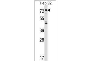 IL1R1 Antibody (C-term) (ABIN657915 and ABIN2846862) western blot analysis in HepG2 cell line lysates (35 μg/lane).