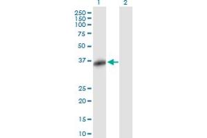 Western Blot analysis of FBXO32 expression in transfected 293T cell line by FBXO32 MaxPab polyclonal antibody.
