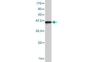 Western Blot detection against Immunogen (37. (IRF4 anticorps  (AA 342-451))