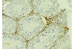 ABIN6277023 at 1/100 staining Mouse testis tissue by IHC-P. (KPNA4 anticorps  (C-Term))