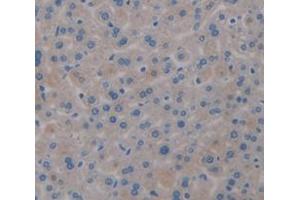 IHC-P analysis of Mouse Tissue, with DAB staining. (Transferrin anticorps  (AA 22-176))