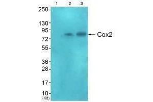 Western blot analysis of extracts from HeLa cells (Lane 2), and A549 cells (Lane 3), using Cox2 antiobdy. (PTGS2 anticorps)