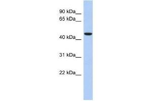 ZNF566 antibody used at 0. (ZNF566 anticorps  (Middle Region))