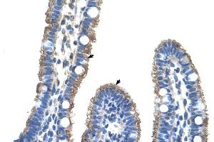 Human Intestine (TMEM8B anticorps  (Middle Region))